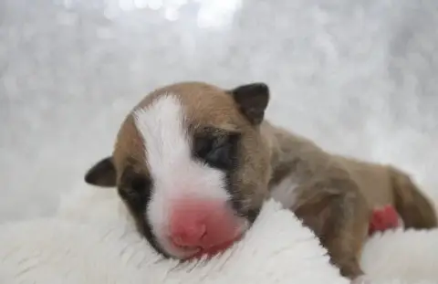Bull Terrier Miniature  Chiot N°1 De L'Eternel De Gay 6f8b0