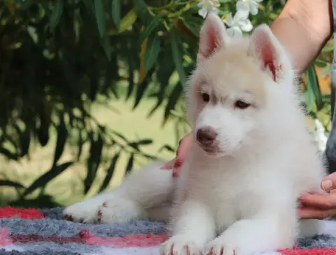 Siberian Husky 
                        Chiot 2 Of No a8e63 photo 3