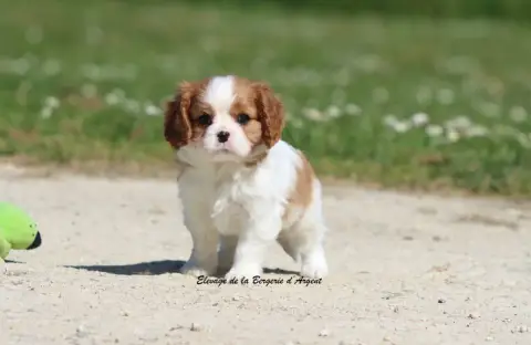 Cavalier King Charles Spaniel  Biscuit De La Bergerie 9eec6