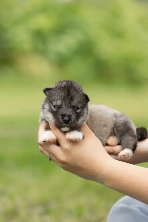 Siberian Husky  Chiot 1 Of Umok'S Dreams