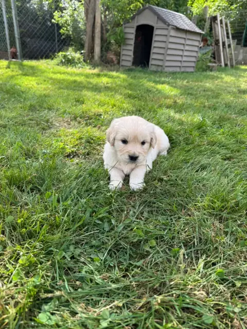 Golden Retriever  B...Collierviolet Des Gardiennes De 133c8