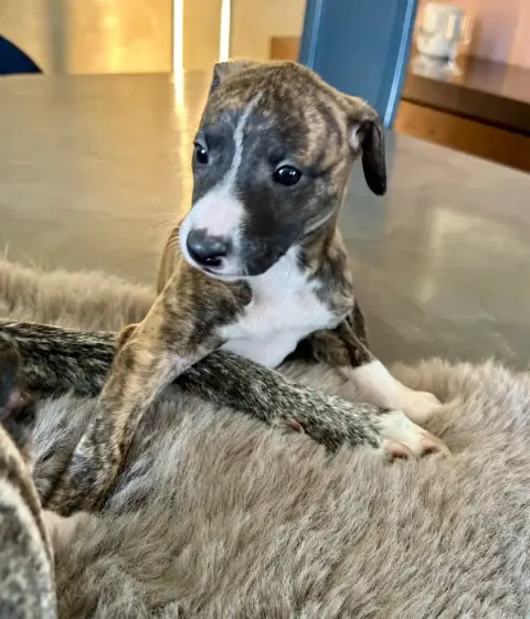 Whippet  Chiot N°5 Du Domaine Le Haut Blanc Mesnil photo 3