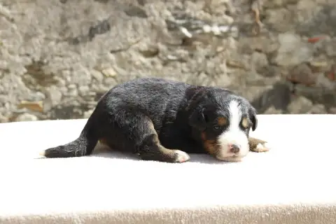 Bouvier Bernois  Chiot 1 De La Vallée De L'Hyrome photo 3