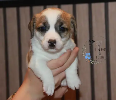 Jack Russell Terrier  Belle De La Botte De Lin photo 3