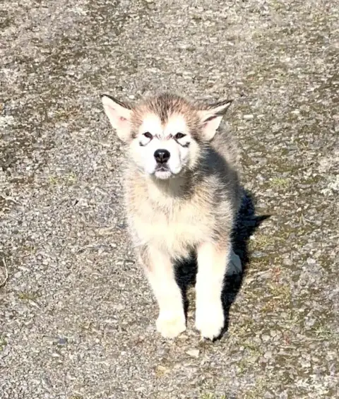 Adopter Alaskan Malamute  Bella