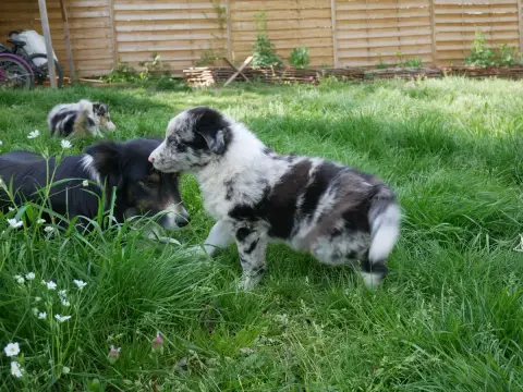 Border Collie  Bernard photo 3