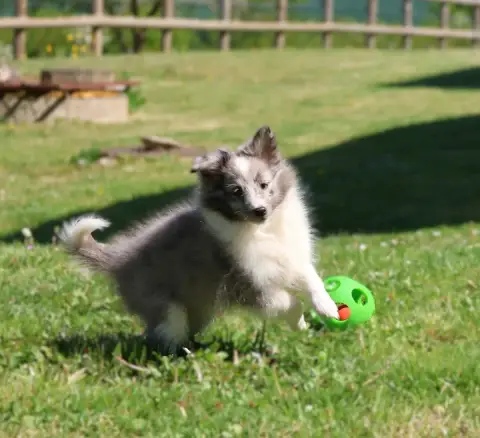 Shetland Sheepdog  Chiot N°2 Du Royaume De La Petite  08025 photo 3