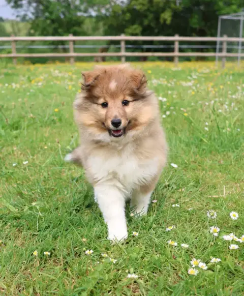 Shetland Sheepdog  Chiot N°1 Du Royaume De La Petite  2ad70