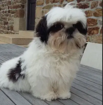 Shih Tzu  Chiot N°1 Du Domaine Du Village Fleuri photo 2