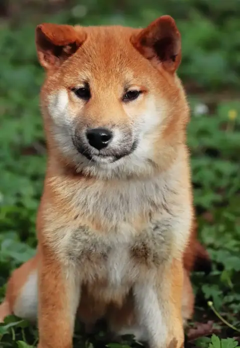 Shiba  Atsuko De La Folle Emprise