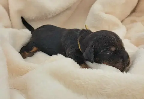 Cocker Spaniel Anglais  Brioche photo 3