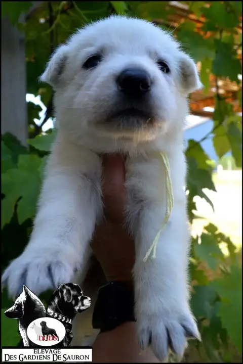 Berger Blanc Suisse photo 3