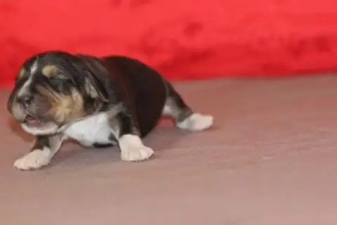 Beagle photo 2