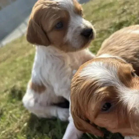 Epagneul Breton Chiots De 2 Et