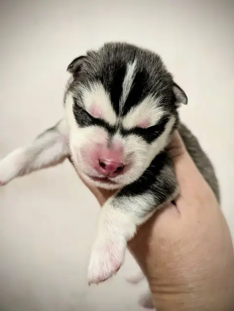 Siberian Husky