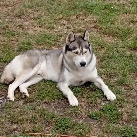 Saillie Husky