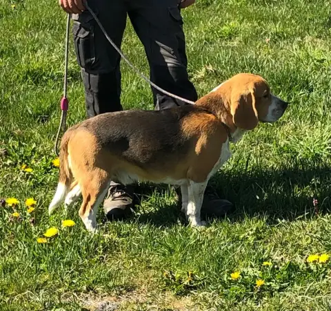 Beagle  Astro Des Ronciers Pourpres photo 3