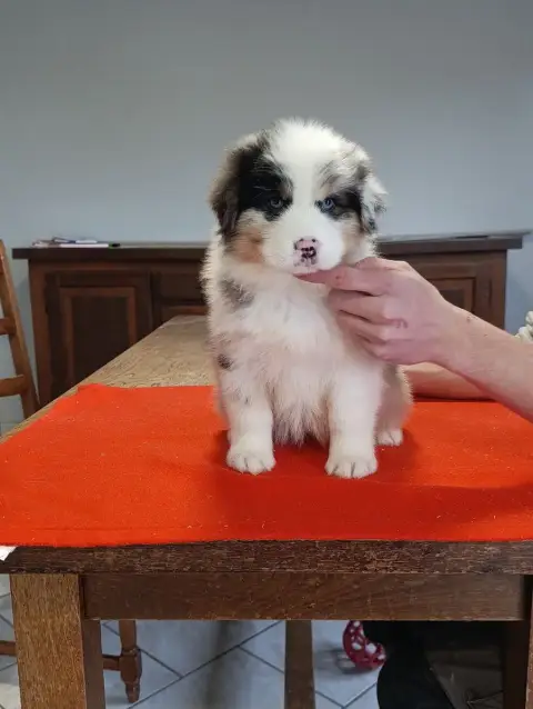 Berger Australien  Chiot N°5 Des Hirondelles Du Voyag 52a7b photo 3