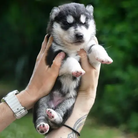 Siberian Husky  Belle Penny Des Etoiles Des Glaciers d4ccb