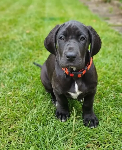 Dogue Allemand  Aïka Des Terres Du Grazo