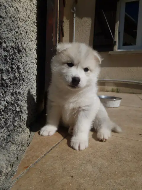 Siberian Husky  Bubble Inner Spirit Legend