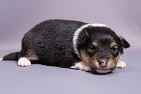 Shetland Sheepdog  Chiot N°1 Des Crocs De Provence photo 2