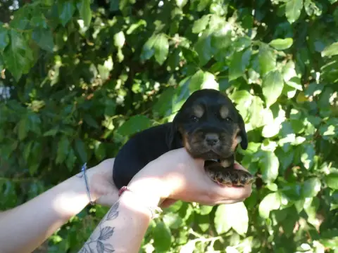 Cocker Spaniel Anglais