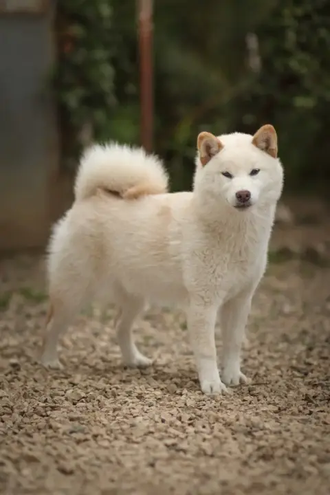 Shiba  Ame Go Gin No Tamashii