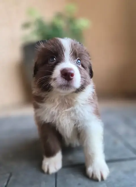 Berger Australien  Chiot photo 2