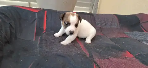Jack Russell Terrier  Chiot 8 De L'Etang De Rochefort f3a6a photo 3