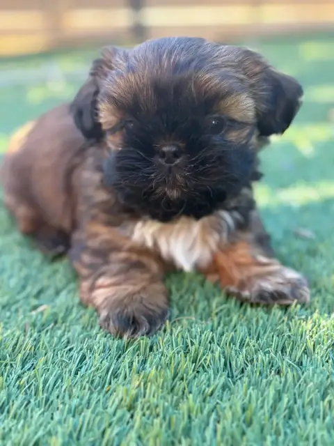 Shih Tzu  Chiot 3 Du Domaine De Terrut