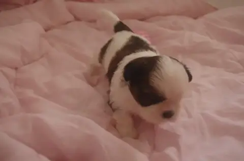 Shih Tzu  Bora Bora Des Tresors De Lobsang photo 3