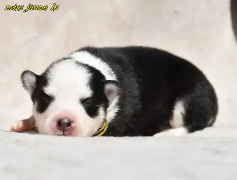 Laika De Iakoutie  Chiot 1 Des Legendes De Retz
