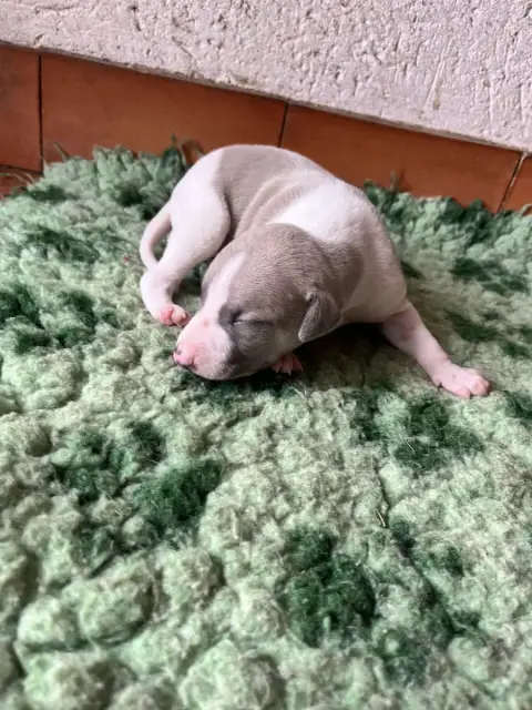 Whippet  B Des Terres De Pag
