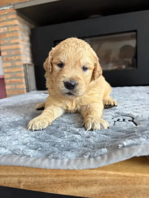 Golden Retriever  Chiot N°7