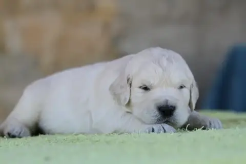 Golden Retriever photo 2