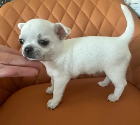 Chihuahua  Billy photo 2