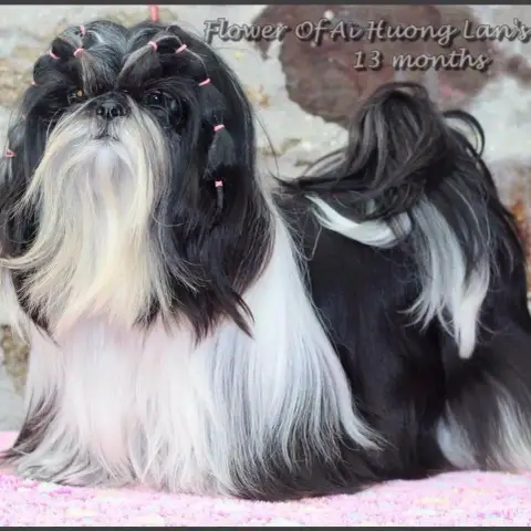 Shih Tzu photo 3