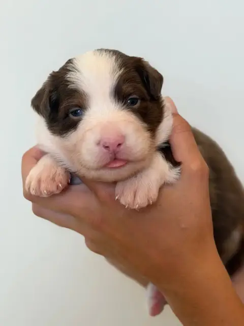 Berger Australien  Chiot 8 Au Royaume Des Jolies Perl bc341 photo 2