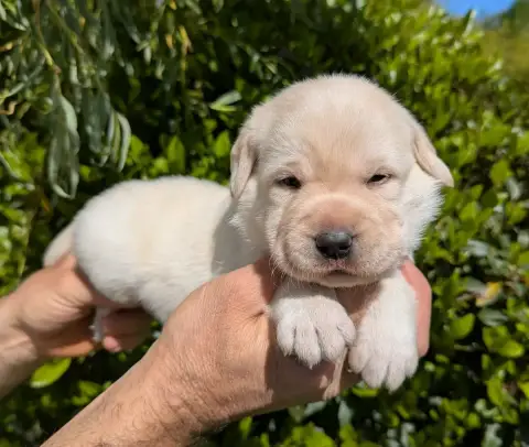 Labrador Retriever photo 2