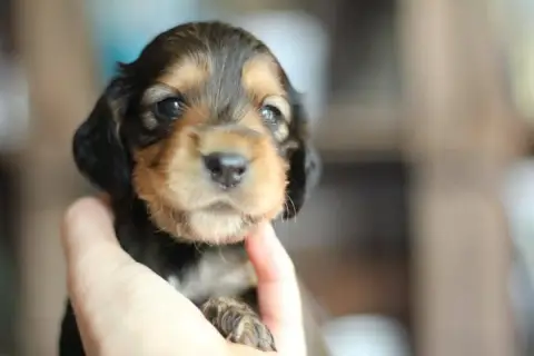Cocker Spaniel Anglais  Balzac
