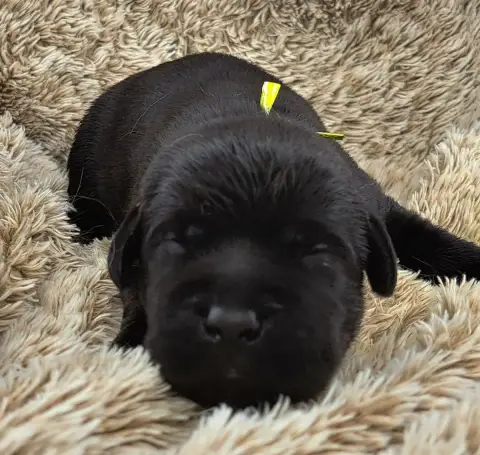 Labrador Retriever  Brody (Ruban Vert) Of Mayajoe'S D 29bfa
