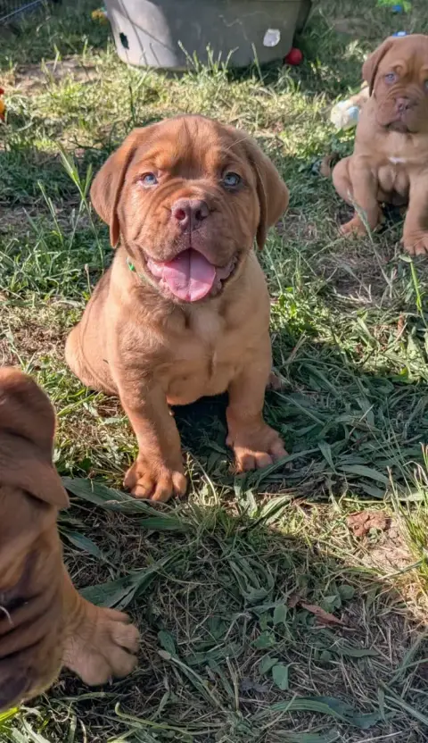 Dogue De Bordeaux  Chiot