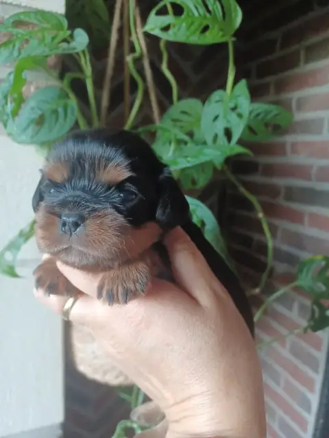 Cavalier King Charles Spaniel  Sans Collier Du Domain 8ef0e