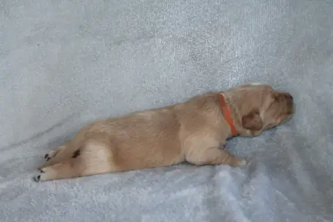 Golden Retriever photo 2
