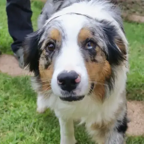 Berger Australien D'Un An À L'Adoption