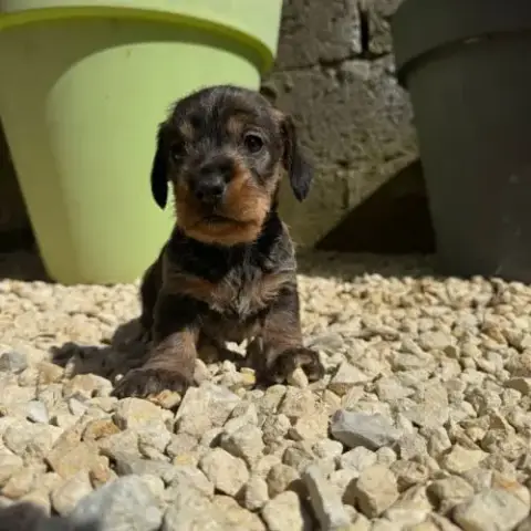 Chiot Teckel Poil Dur