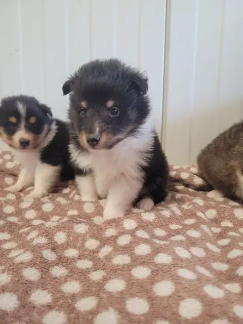 Shetland Sheepdog  Chiot N°3 Des Terres De Bourguenai f13f8
