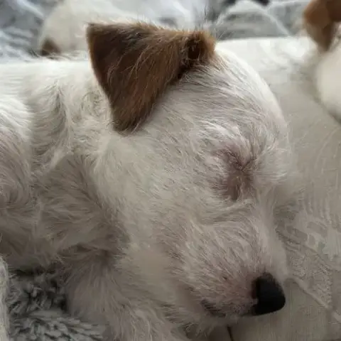 Chiots Excellentes Origines Lof
