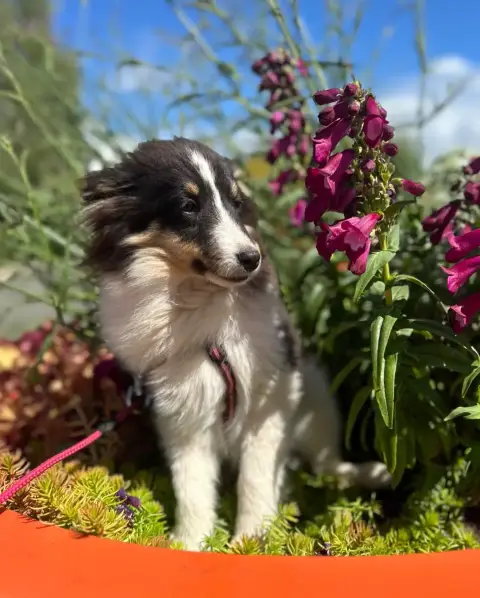 Shetland Sheepdog  Askell Dream From Highland'S